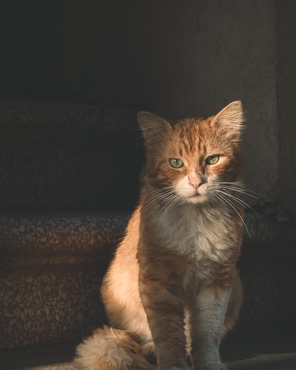 kat