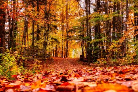Paddenstoelenwandeling © Getty Images