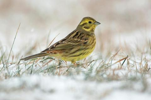 winterwandeling en receptie Burreken © Luc Meert