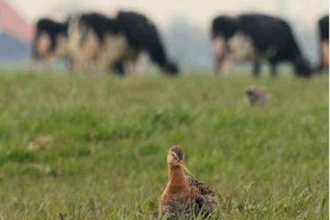 Film "Vogels kan je niet melken" © Witfilm