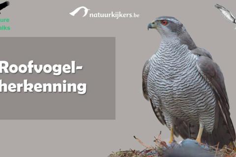 Cursus: Roofvogels leren herkennen - 3 lessen © Naturewalks en Natuurkijkers