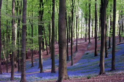 “Van Weerwolf tot Wagner”: wandeling in het magische Muziekbos © davidsfondsevenementen