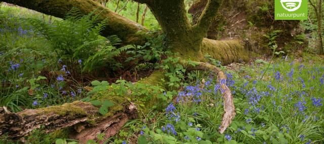 Uitdagende Landschapswandeling in hartje Vlaamse Ardennen © Wim Dirckx