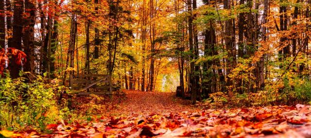 Paddenstoelenwandeling © Getty Images