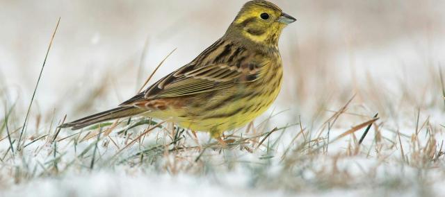 winterwandeling en receptie Burreken © Luc Meert