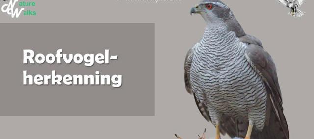 Cursus: Roofvogels leren herkennen - 3 lessen © Naturewalks en Natuurkijkers