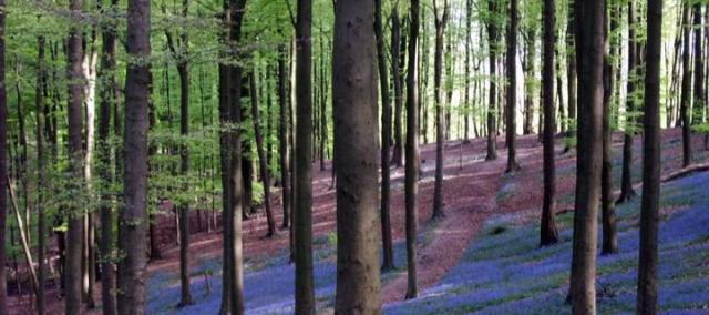 “Van Weerwolf tot Wagner”: wandeling in het magische Muziekbos © davidsfondsevenementen